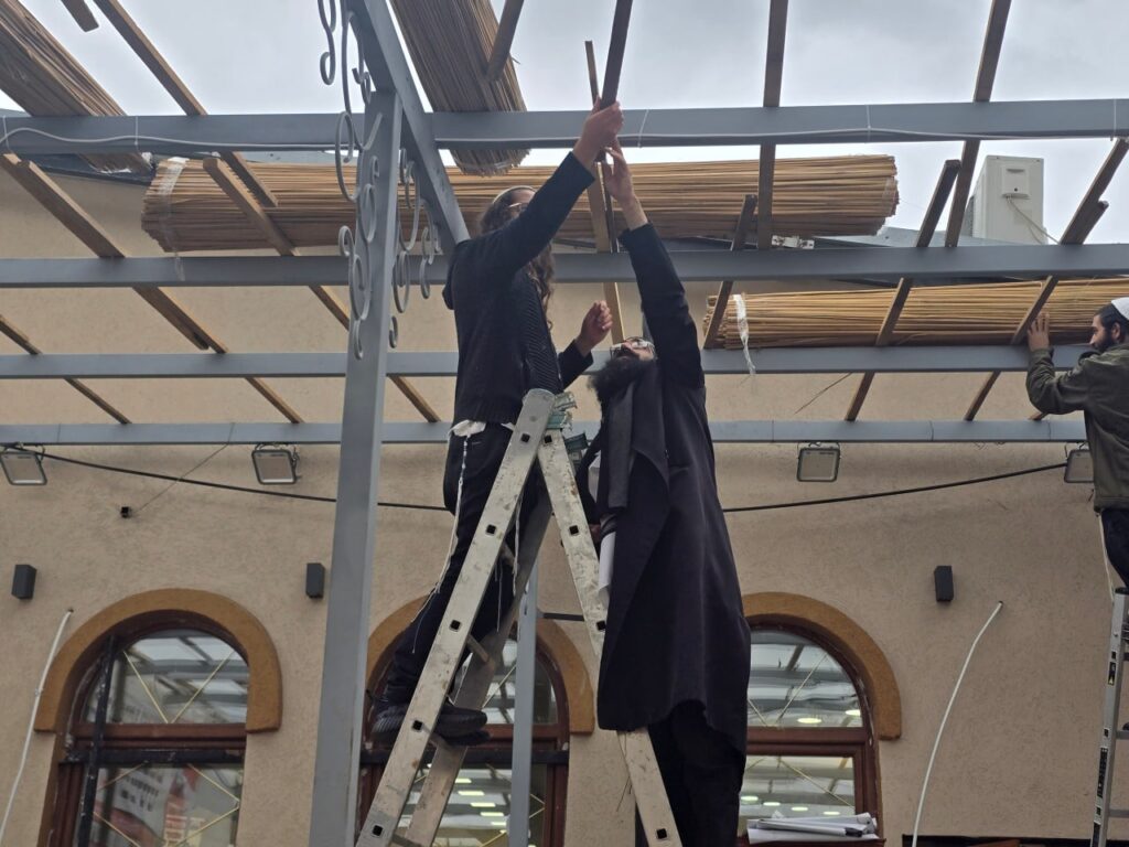 היערכות לסוכות בציון רבינו: סוכות גדולות הוקמו באומן לקראת החג וההילולה